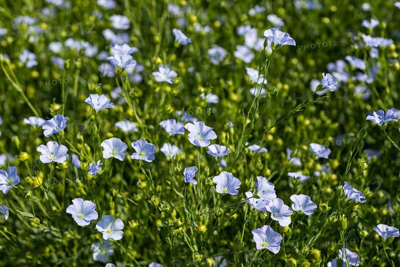 Flax field, flax (Linum) flowers in a field near Hirschstein, Saxony, Germany, Europe