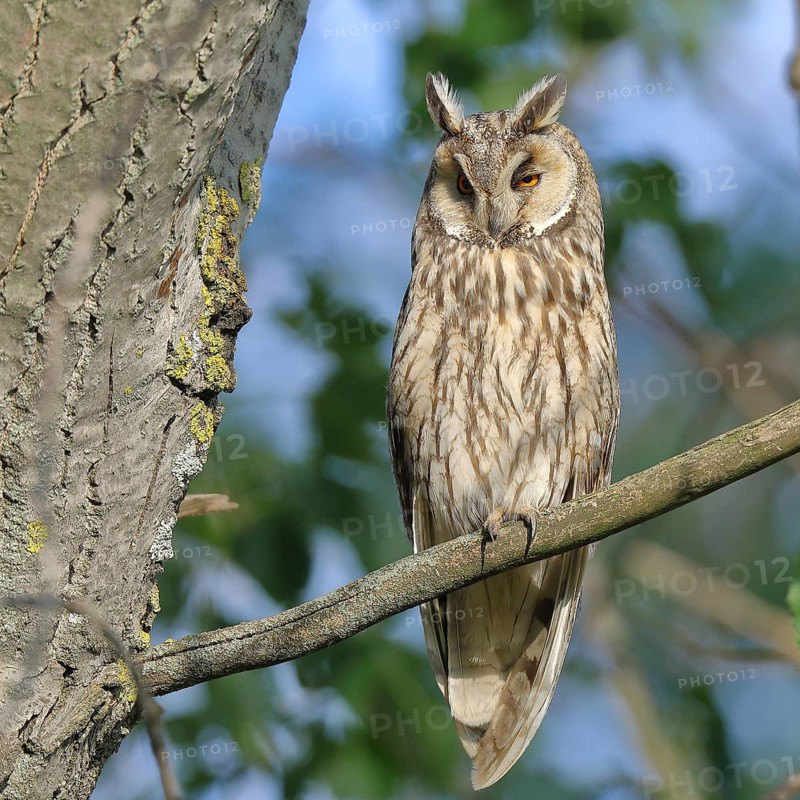 Long-eared owl (Asio otus), sitting on a branch in an aspen (Populus tremula), Burgenland, Austria, Europe