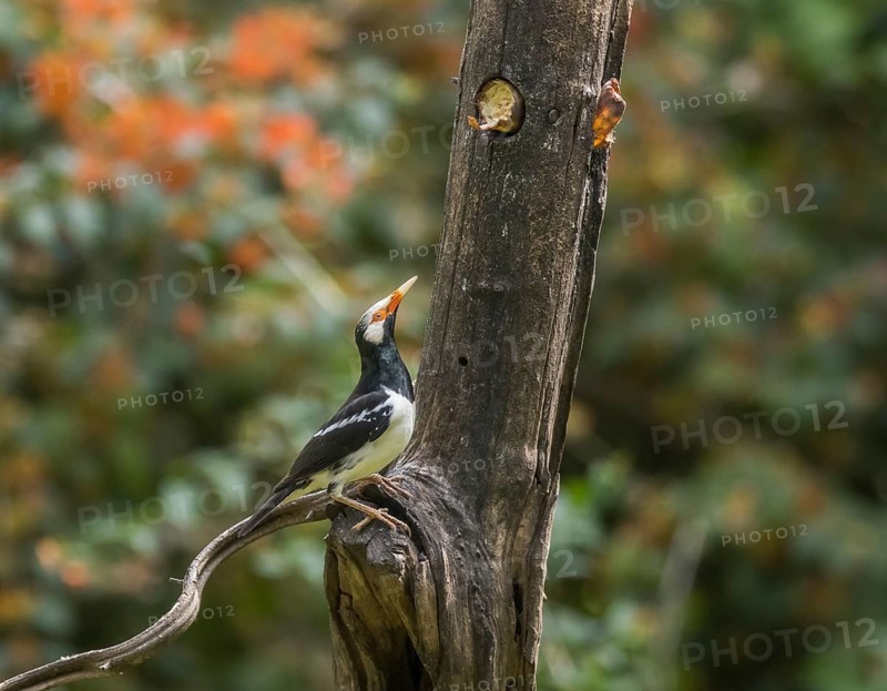Magpie Starling (Gracupica contra), Kaeng Krachan National Park, Thailand, Asia