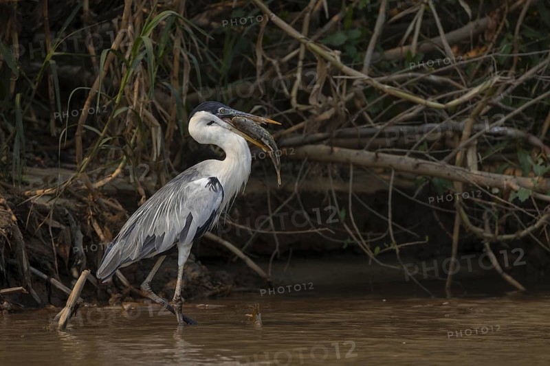 Cocoirei heron (Ardea cocoi), with fish, Rio Claro, Pantanal, Brazil, South America