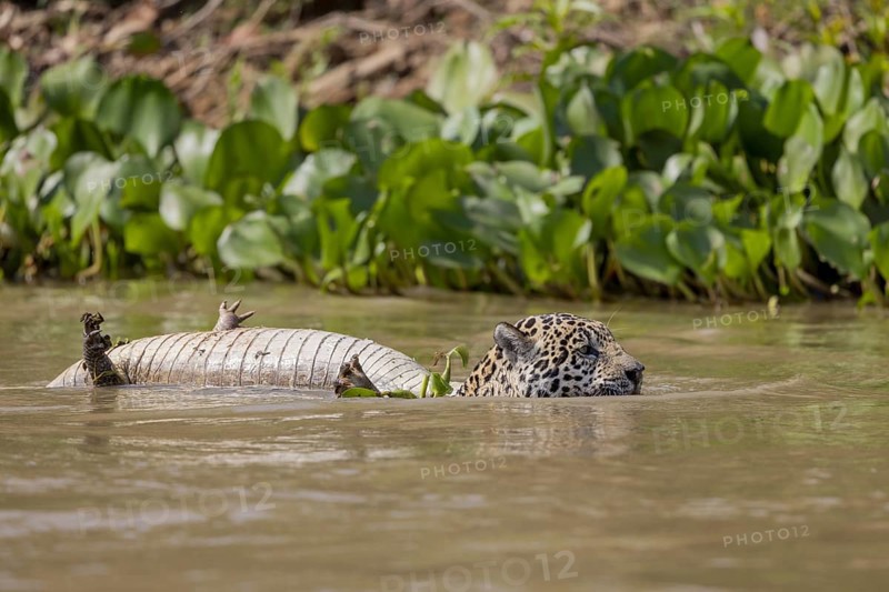 Jaguar (Panthera onca) with dead spectacled caiman (Caiman yacare), swimming in water Tree trunk, Pantanal, Brazil, South America