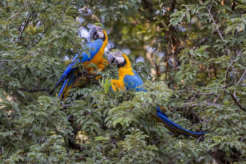 Yellow-breasted Macaw (Ara ararauna), 2 specimens, Pantanal, Brazil, South America