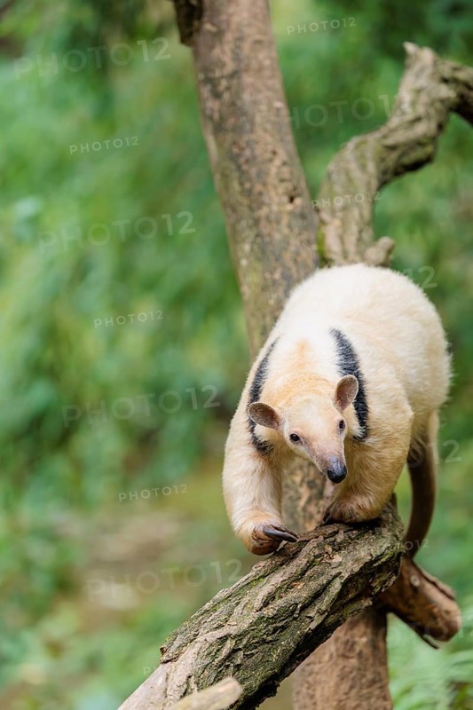A southern tamandua (Tamandua tetradactyla), walks on a branch of a tree in a forest