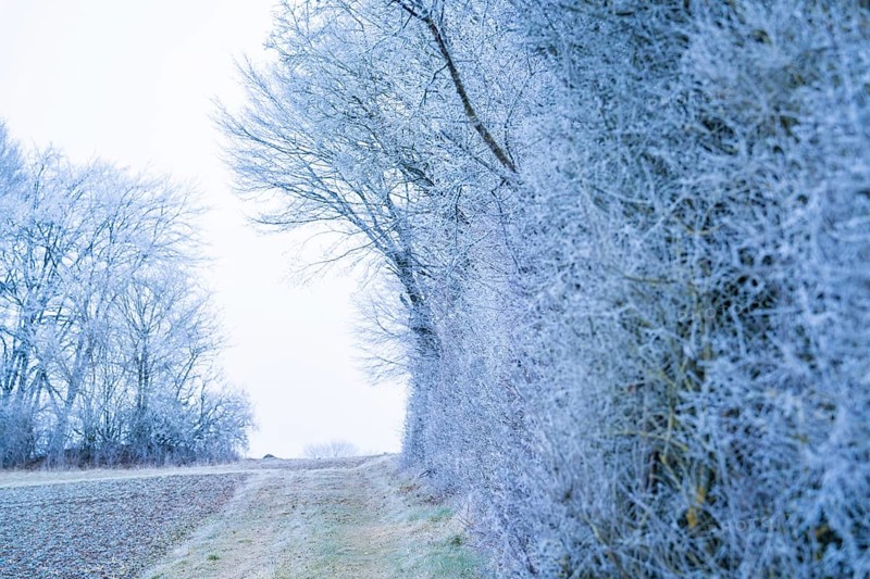 Snow-covered hedge and trees along a rural path in a winter landscape, Gechingen, district of Calw, Black Forest, Germany, Europe