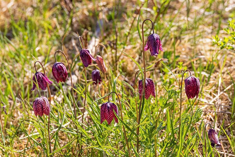 Flowering Snake's head fritillary (Fritillaria meleagris) on a meadow a sunny spring day