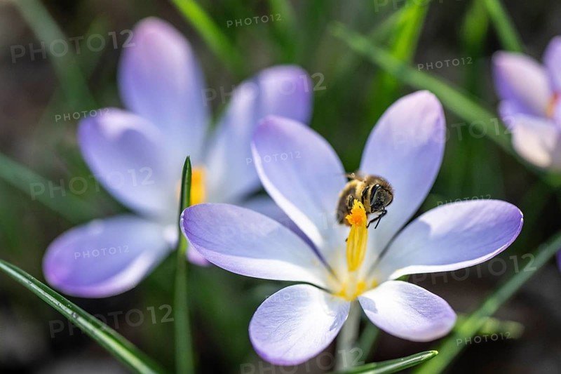 Elfin crocus (Crocus tommasinianus) with honey bee (Apis mellifera), Emsland, Lower Saxony, Germany, Europe