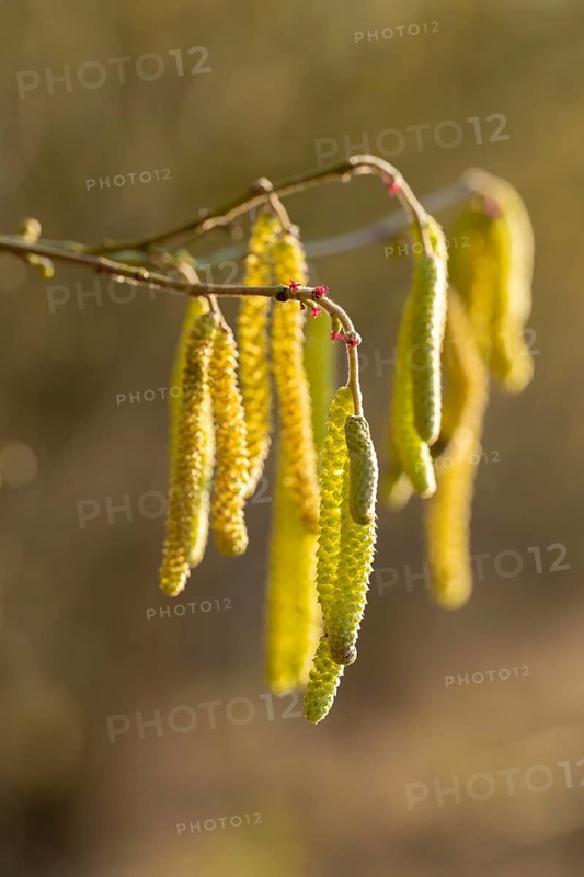 Common hazel (Corylus avellana) also known as hazel bush or hazelnut bush, male, yellow inflorescences, catkins and the red stigmas of the female flowers, Lower Saxony, Germany, Europe