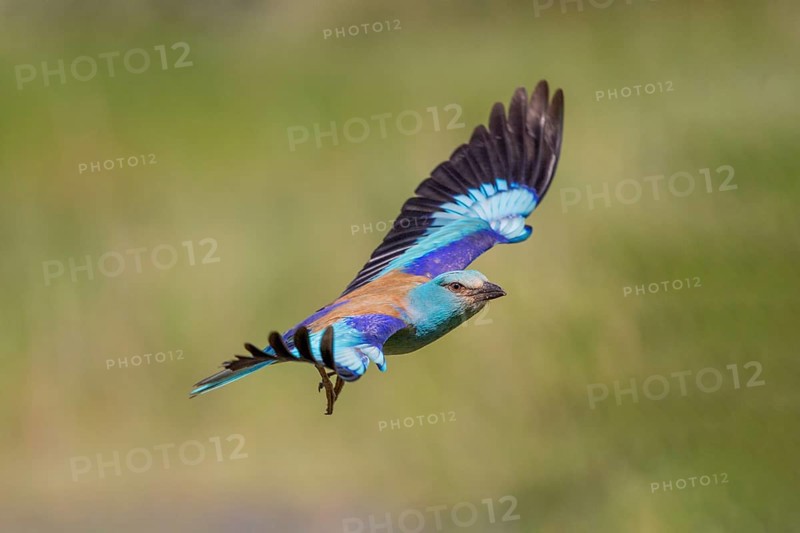 European Roller (Coracias garrulus), in flight, Danube Delta, Romania, Europe