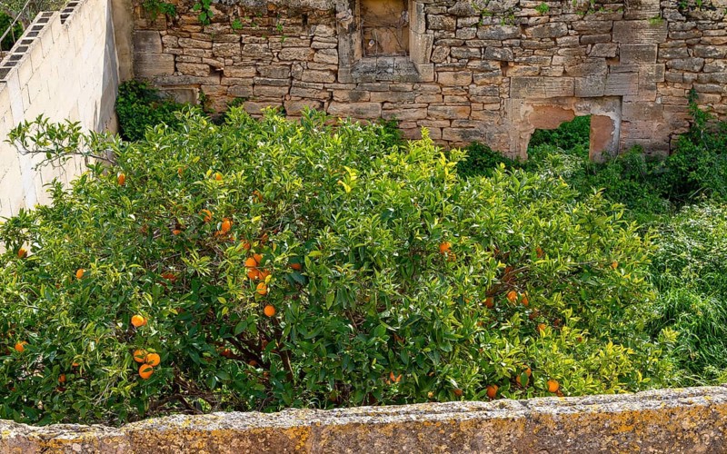 Backyard with small garden, Alcudia, Balearic Islands, Majorca, Spain, Europe