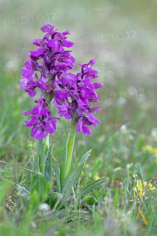 Green-winged orchid (Anacamptis morio), two inflorescences next to each other in a meadow, close-up, Hesse, Germany, Europe