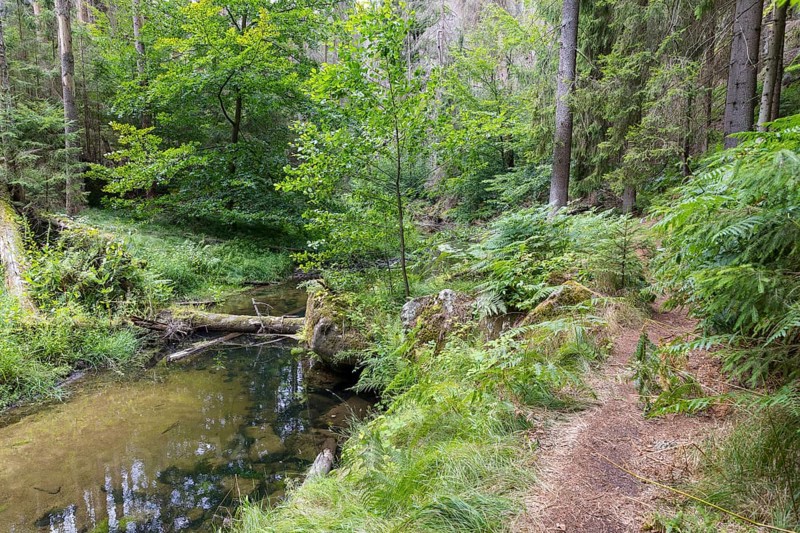 Hiking trail along the Kirnitzsch river in the Kirnitzschtal valley, Sebnitz, Saxon Switzerland, Saxony, Germany, Europe