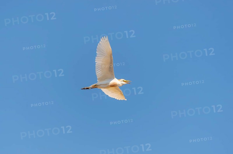 Western cattle egret (Ardea ibis) flying in a blue sky, Tuscany, Italy, Europe