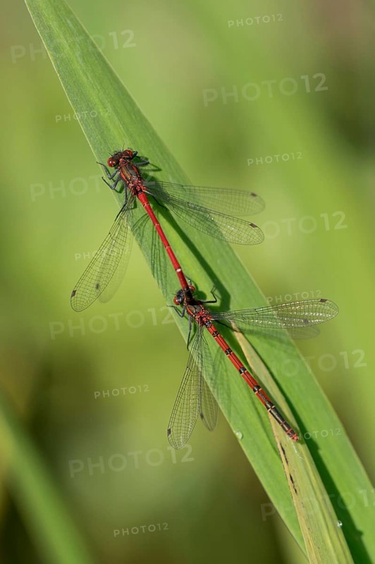 Large red damselfly (Phyrrhosoma nymphula), pair, tandem, in front of copula, Oberhausen, Ruhr area, North Rhine-Westphalia, Germany, Europe
