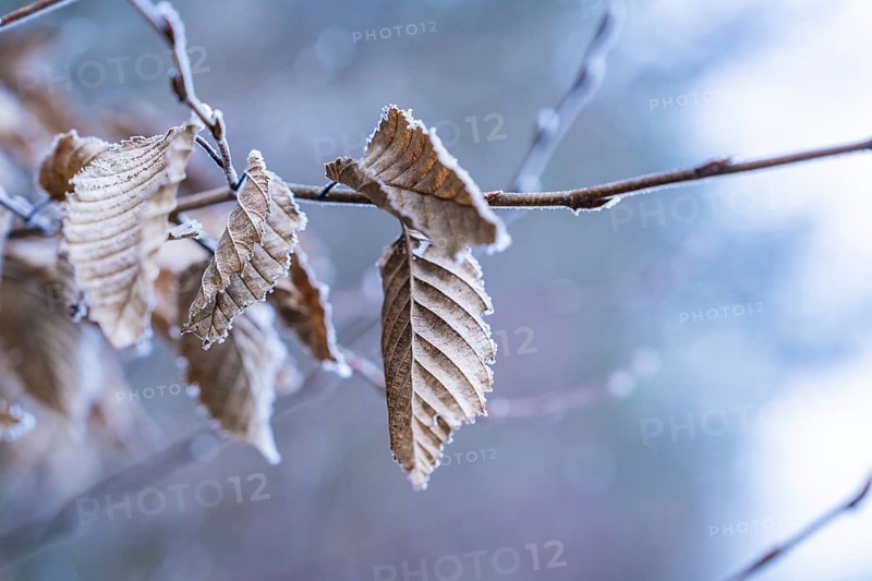 Close-up of frost-covered, withered leaves in cool colour, Gechingen, district of Calw, Black Forest, Germany, Europe