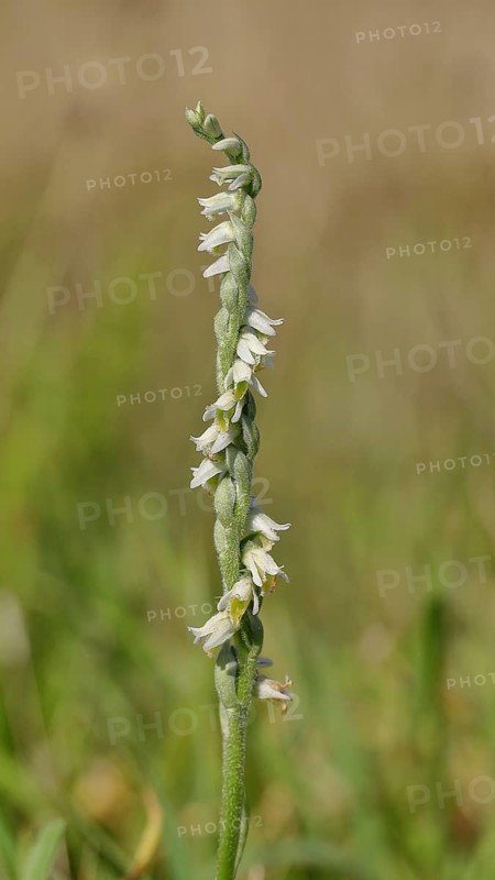 Autumn helleborine (Spiranthes spiralis), autumn helleborine, small orchids, very rare, flowering panicle on a nutrient-poor meadow, close-up, Hesse, Germany, Europe