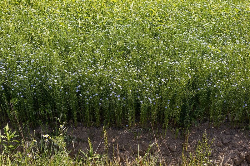 Flax field, flax (Linum) in bloom in a field near Hirschstein, Saxony, Germany, Europe
