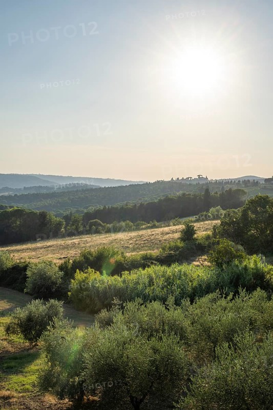 Tuscan landscape, country estate with, olive trees and forests in Chianti, Chianti Region, Tuscany, Italy, Europe