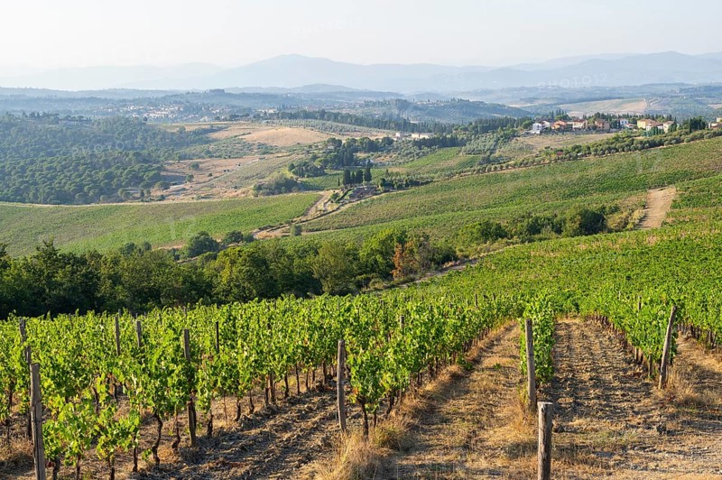 Tuscan landscape, country estate with vineyards, forests, olive trees and cypresses in Chianti, Chianti Region, Tuscany, Italy, Europe