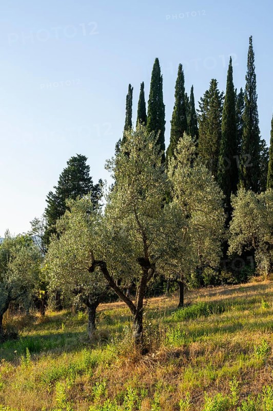 Tuscan landscape, country estate with, olive trees and cypresses in Chianti, Chianti Region, Tuscany, Italy, Europe