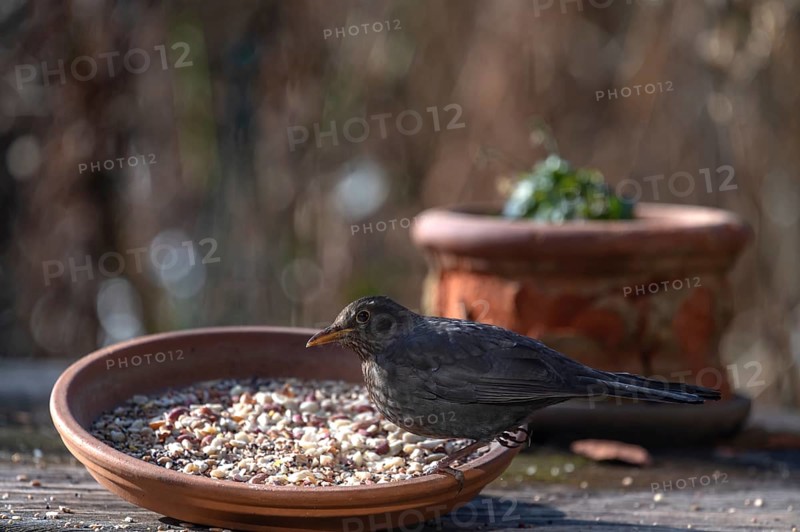 Blackbird (Turdus merula) fetching food from a flower bowl, Bavaria, Germany, Europe
