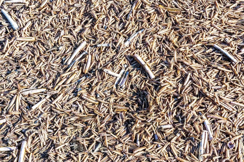 The East Frisian North Sea island of Juist in winter, many large and small American razor clams, Ensis directus, washed up on the beach, dead, empty, were brought to Northern Europe from North America by ships in the 1970s, Lower Saxony, Germany, Europe