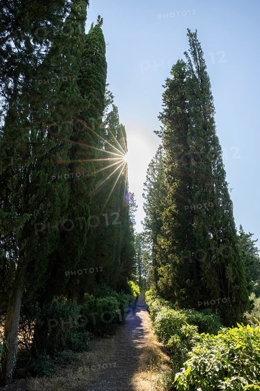 Cypress trees growing beside a little trail, Tuscan landscape, Chianti Region, Tuscany, Italy, Europe