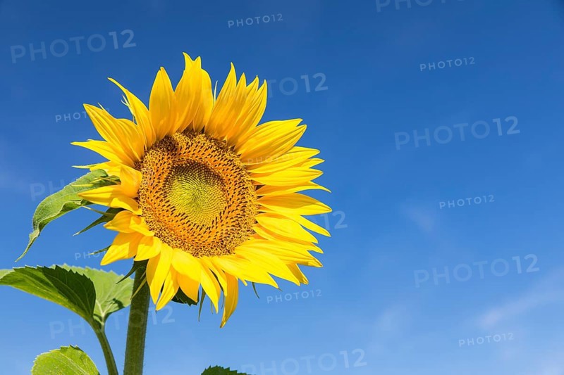 Blossom of a sunflower (Helianthus annuus) in front of a blue sky, Saxony, Germany, Europe