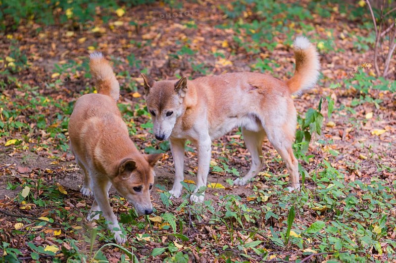 Two New Guinea singing dog or New Guinea Highland dog (Canis hallstromi) (Canis dingo hallstromi, Canis familiaris) standing in the forest watching and sniffing something
