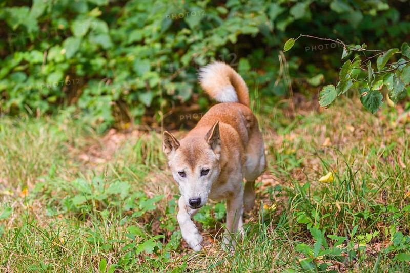 One New Guinea singing dog or New Guinea Highland dog (Canis hallstromi) (Canis dingo hallstromi, Canis familiaris) walking out of the forest towards the camera