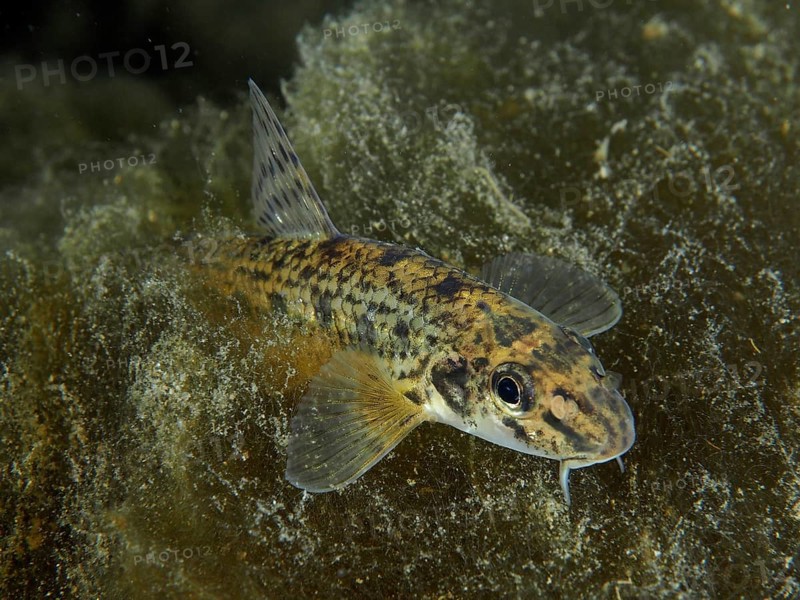 A spotted gudgeon (Gobio gobio) moving across the algae-covered bottom, dive site Zollbrücke, Rheinau, Canton Zurich, Rhine, High Rhine, Switzerland, Germany, Europe