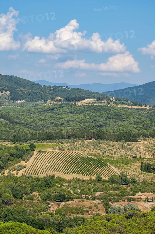 Tuscan landscape, country estate with vineyards, forests, olive trees and cypresses in Chianti, Chianti Region, Tuscany, Italy, Europe