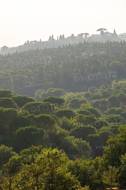 Tuscan landscape, country estate with, pine forests and cypress trees in Chianti, Chianti Region, Tuscany, Italy, Europe