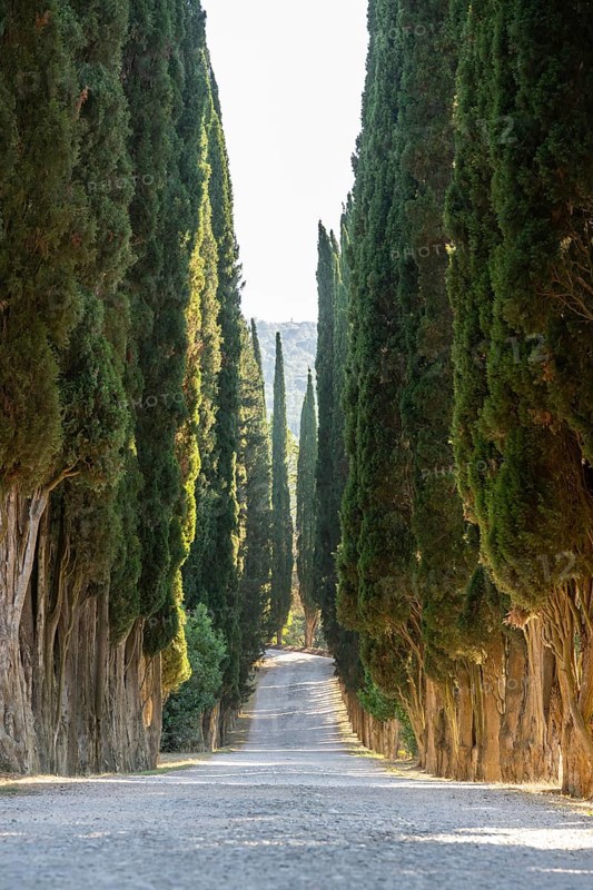 Cypress trees growing beside a little trail, Tuscan landscape, Chianti Region, Tuscany, Italy, Europe