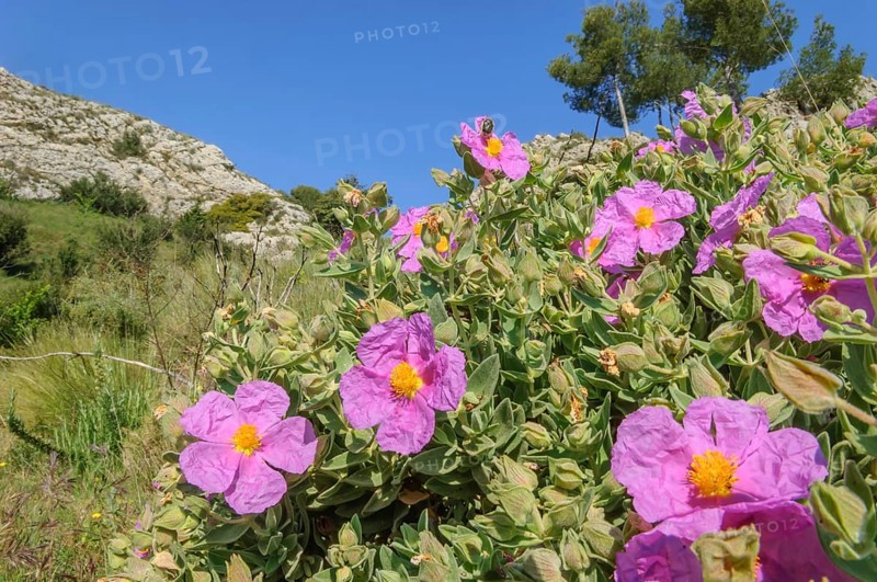 Cotton rock rose (Cistus albidus) in early summer in Skrubland, purple flowers with a blue sky in the background. Avignon, Provence, France, Europe