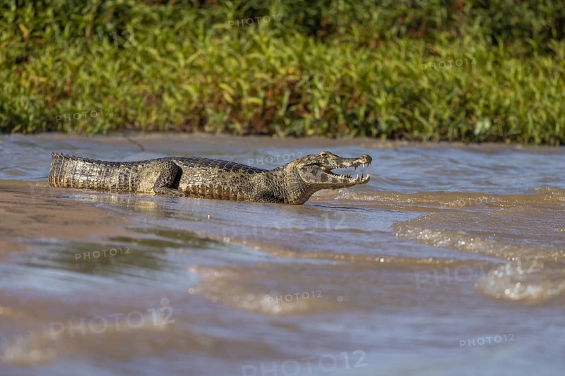 Spectacled caiman (Caiman yacare), lying on a sandbank by the river, Pantanal, Brazil, South America