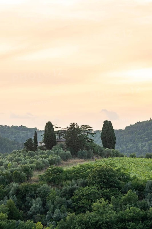 Tuscan landscape next to greve in Chianti and Montefioralle, country estate with vineyards, forests, olive trees and cypresses in Chianti, sunset, Chianti Region, Tuscany, Italy, Europe