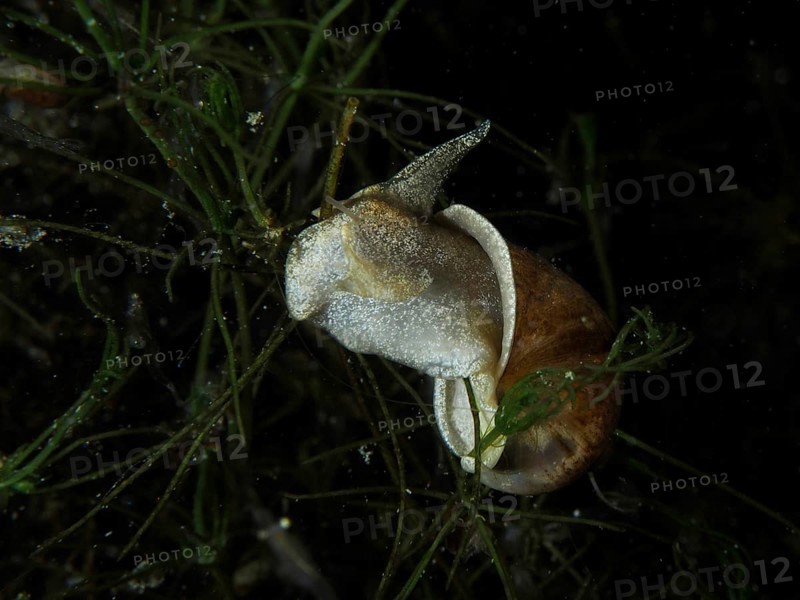 A river cover snail, Viviparus viviparus (Viviparus viviparus) between aquatic plants, Wildsau dive site, Berlingen, Lake Constance, Switzerland, Germany, Wildsau dive site, Berlingen, Lake Constance, Switzerland, Germany, Europe
