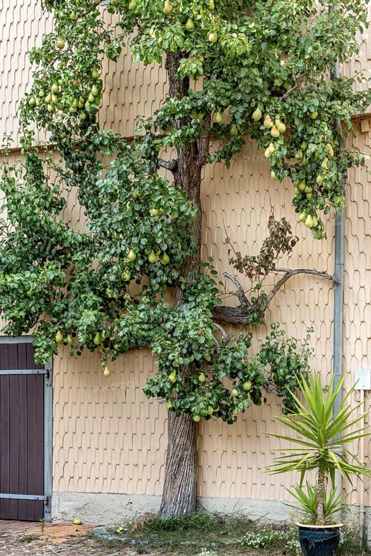 Pear tree on house wall, ripe pears (Pyrus), espalier fruit, historic old town, Michelstadt, Odenwald, Hesse, Germany, Europe