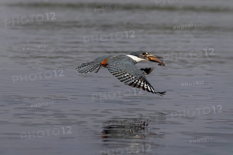 Red-breasted Kingfisher (Megaceryle torquata), flying with caught fish, Rio Claro, Pantanal, Brazil, South America