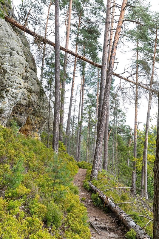 Hiking trail in the Kirnitzschklamm gorge, Sebnitz, Saxon Switzerland, Saxony, Germany, Europe
