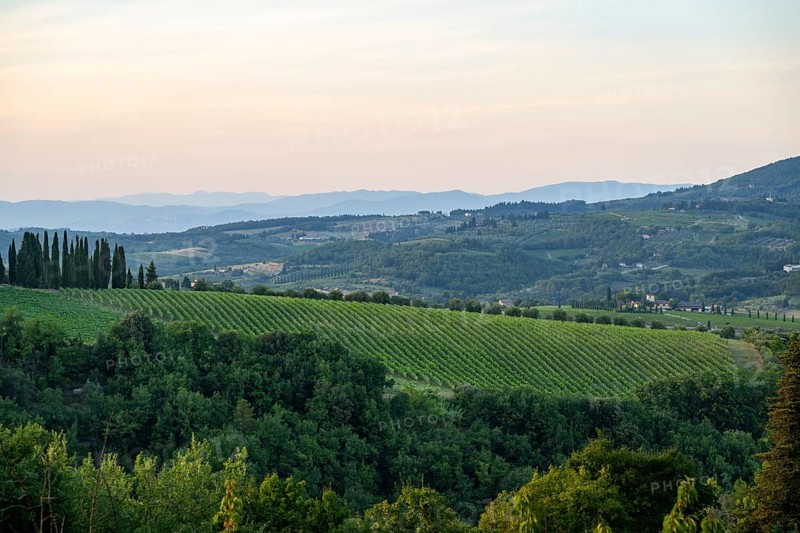 Tuscan landscape next to greve in Chianti and Montefioralle, country estate with vineyards, forests, olive trees and cypresses in Chianti, sunset, Chianti Region, Tuscany, Italy, Europe