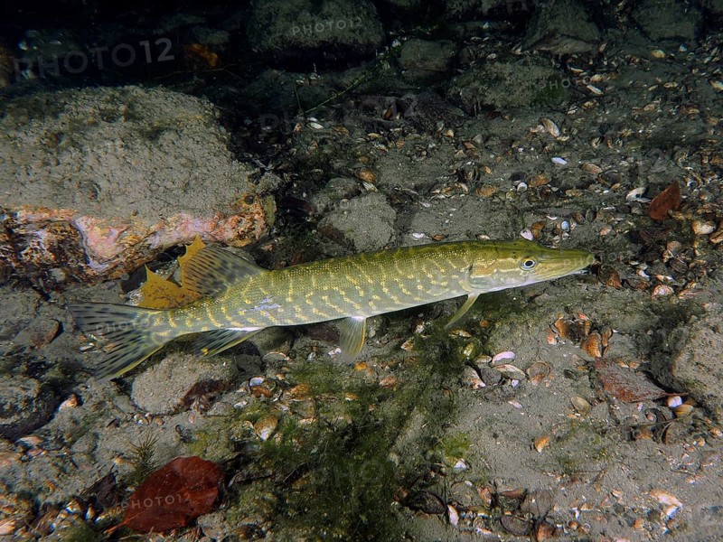 Pike (Esox lucius) swimming over a sandy underwater bottom, dive site Zollbrücke, Rheinau, Canton Zurich, Rhine, High Rhine, Switzerland, Germany, Europe