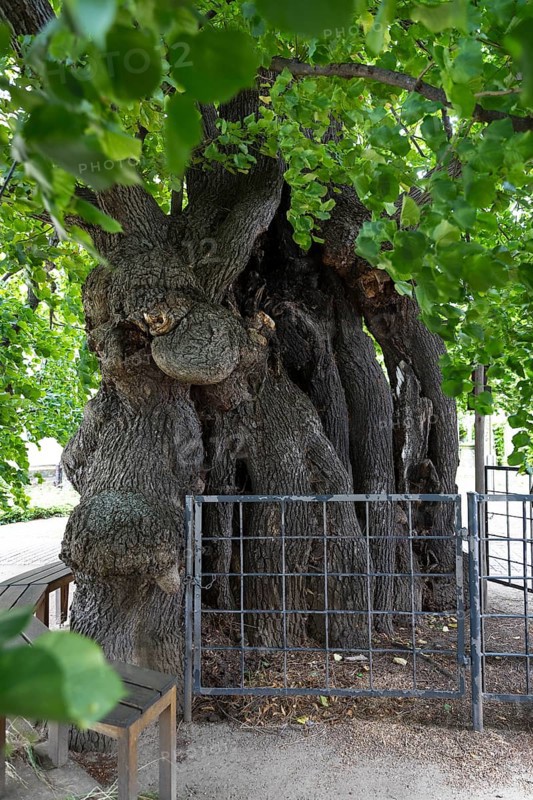 Very old summer lime tree (Tilia platyphyllos) in the churchyard of the Emmaus Church in Kaditz, Kaditzer Lime tree is the oldest tree in Dresden, Saxony, Germany, Europe
