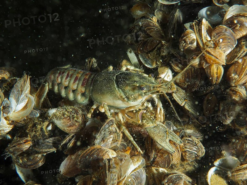 A close-up of a crayfish (Faxonius limosus) American crayfish, invasive species, surrounded by many mussels, Quagga triangle mussel (Dreissena rostriformis bugensis), invasive species, Wildsau dive site, Berlingen, Lake Constance, Switzerland, Germany, Europe