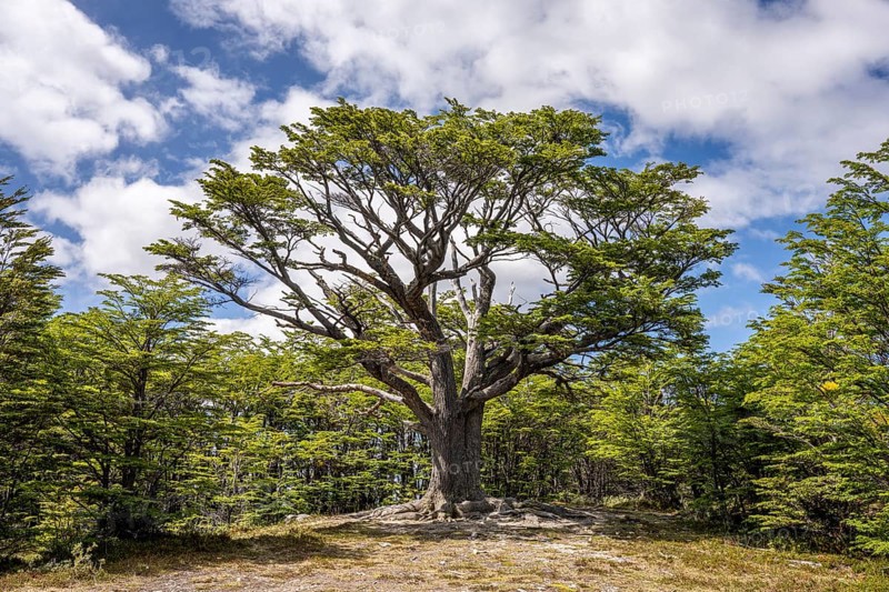 Speaking tree, Pampa Alta hiking trail, Tierra del Fuego National Park, National Route 3, Ushuaia, Tierra del Fuego Province, Argentina, South America