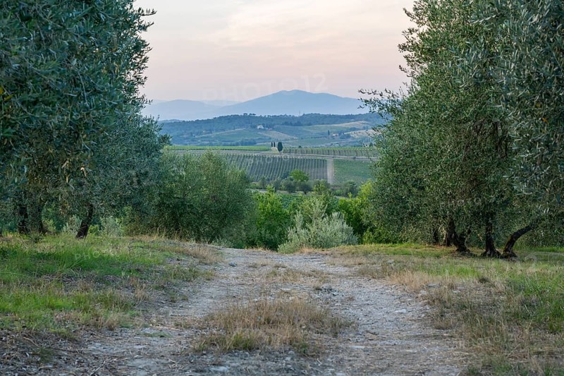 Trail going through Olive trees growing in the tuscan landscape at sunset, Chianti Region, Tuscany, Italy, Europe