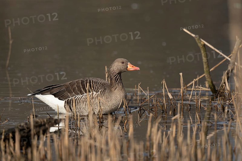 Greylag goose (Anser anser) swimming on a pond in a nature reserve. Lower Rhine, Alsace, France, Europe