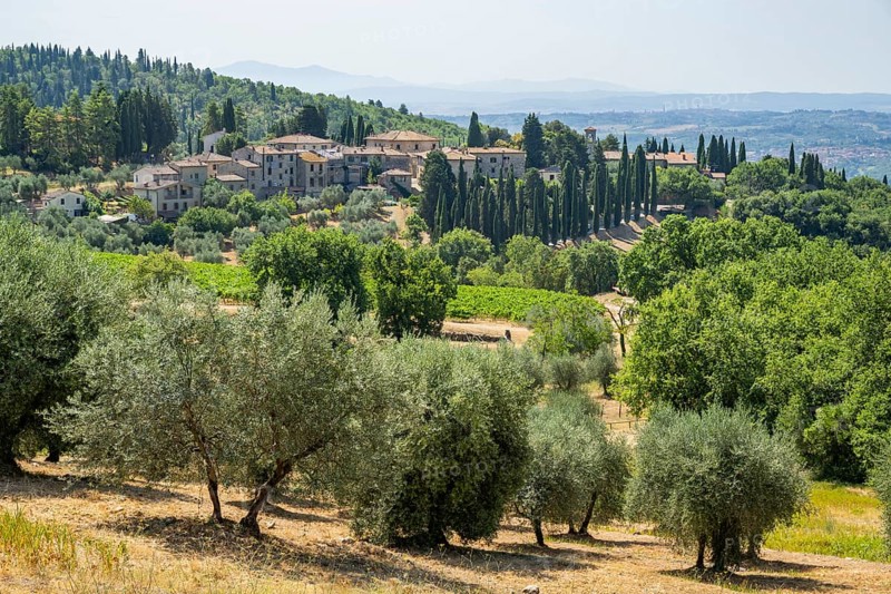 Tuscan landscape, country estate with vineyards, forests, olive trees and cypresses in Chianti, Chianti Region, Tuscany, Italy, Europe