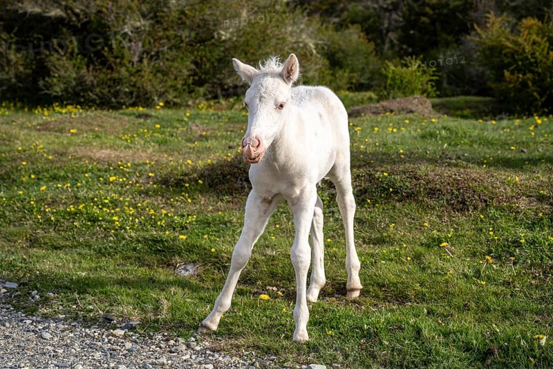 White foal, Tierra del Fuego National Park, National Route 3, Ushuaia, Tierra del Fuego Province, Argentina, South America
