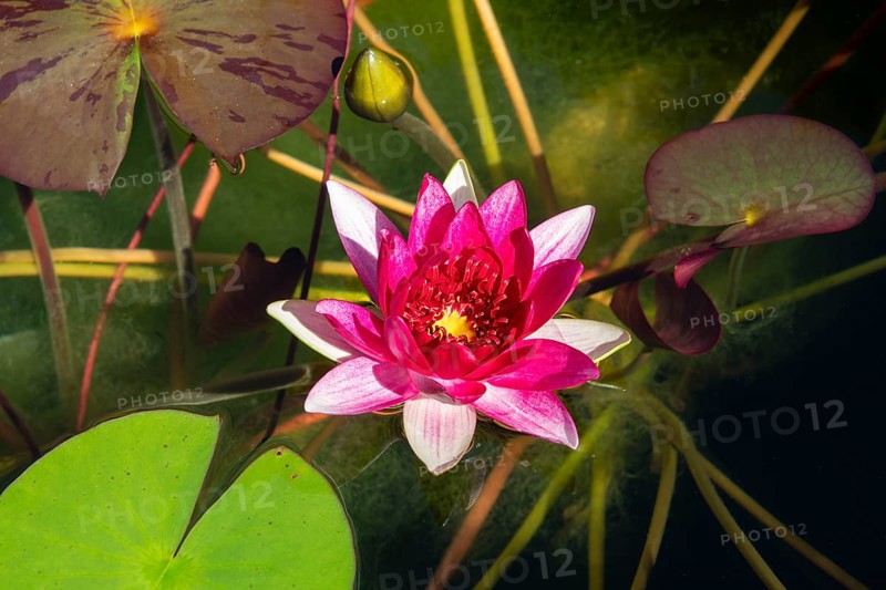 Colourful red water lily blooming between green leaves on a pond, Baden-Württemberg, Germany, Europe